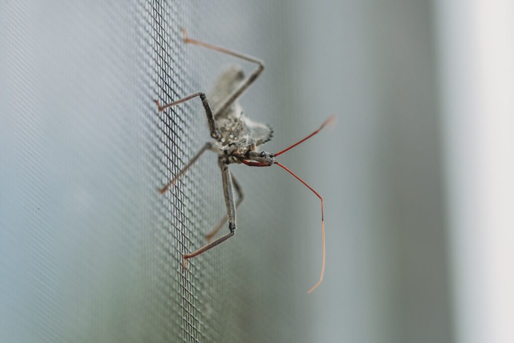 white and brown mosquito on white screen