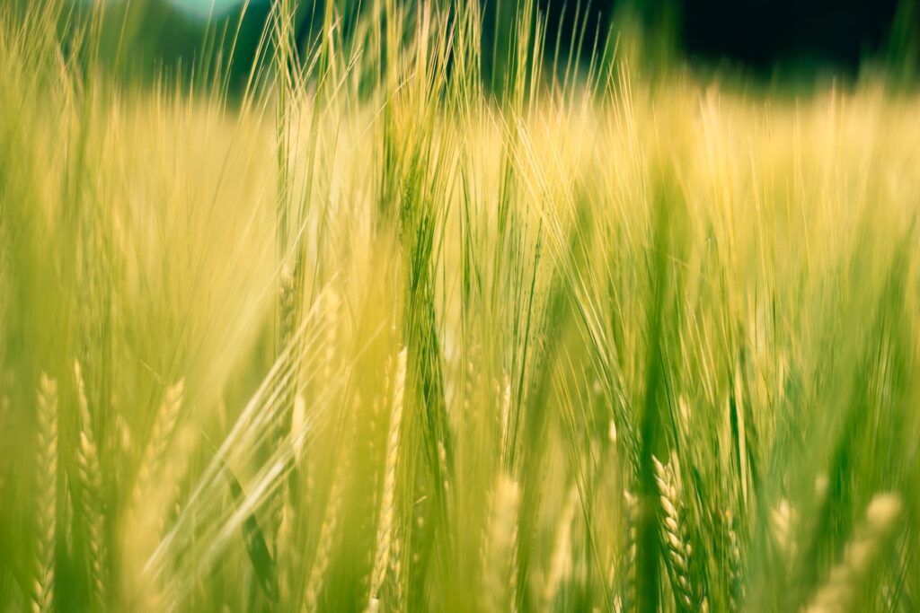 green wheat field during daytime