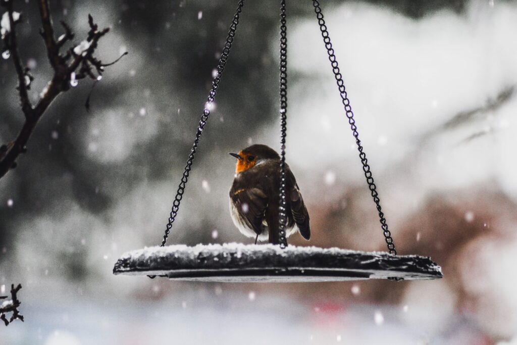 bird on scale