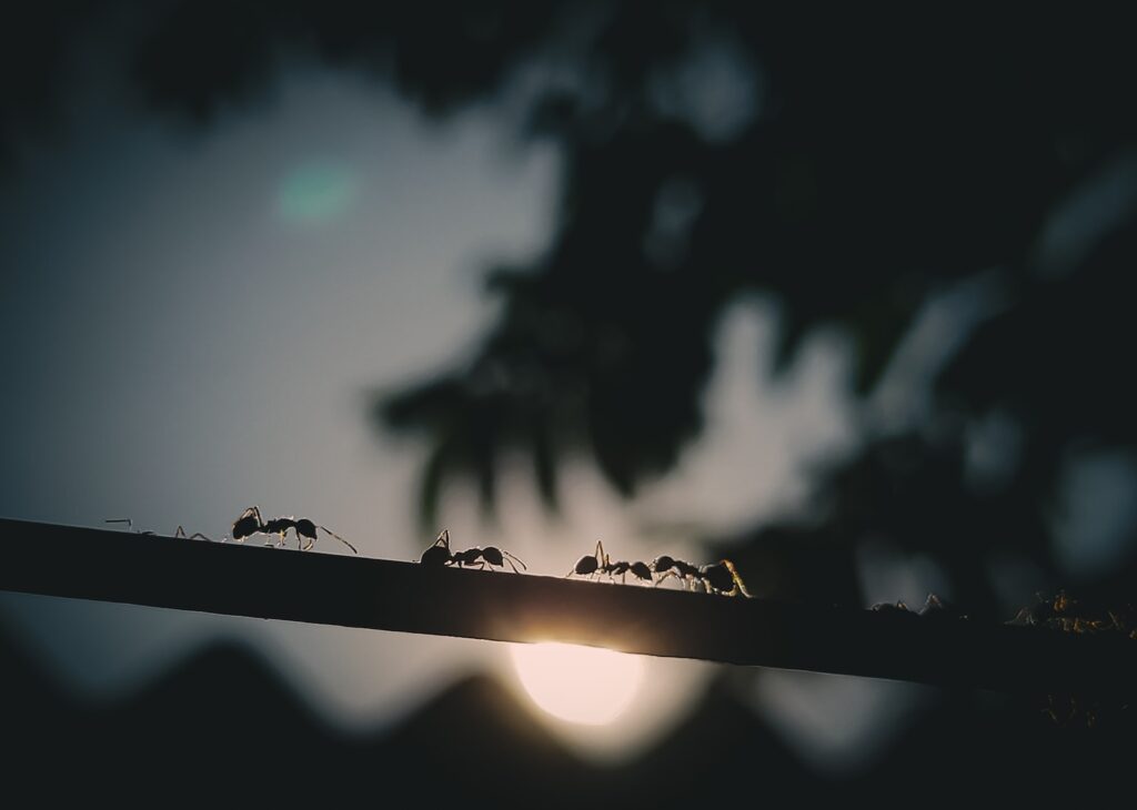 black ant on black wire