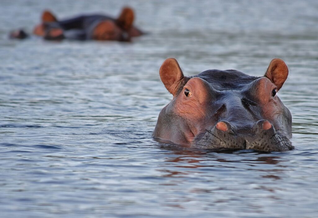 hippo, hippopotamus, animal, look, watch, attentive, water, wild animal, wilderness, africa, botswana, nature, south africa, hippo, hippo, hippo, hippo, hippo, hippopotamus, hippopotamus